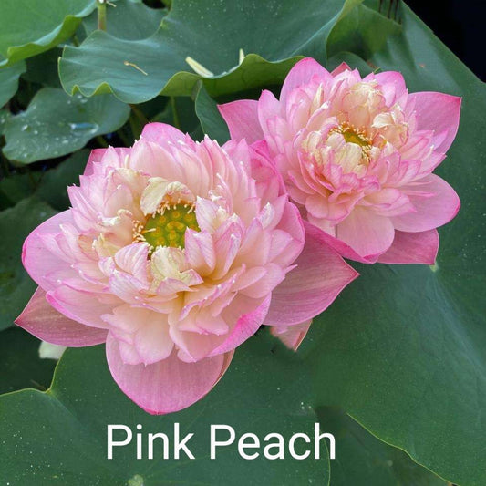 Lotus 'Pink Peach'