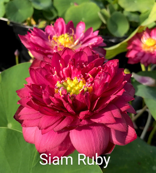 Lotus 'Siam Ruby'