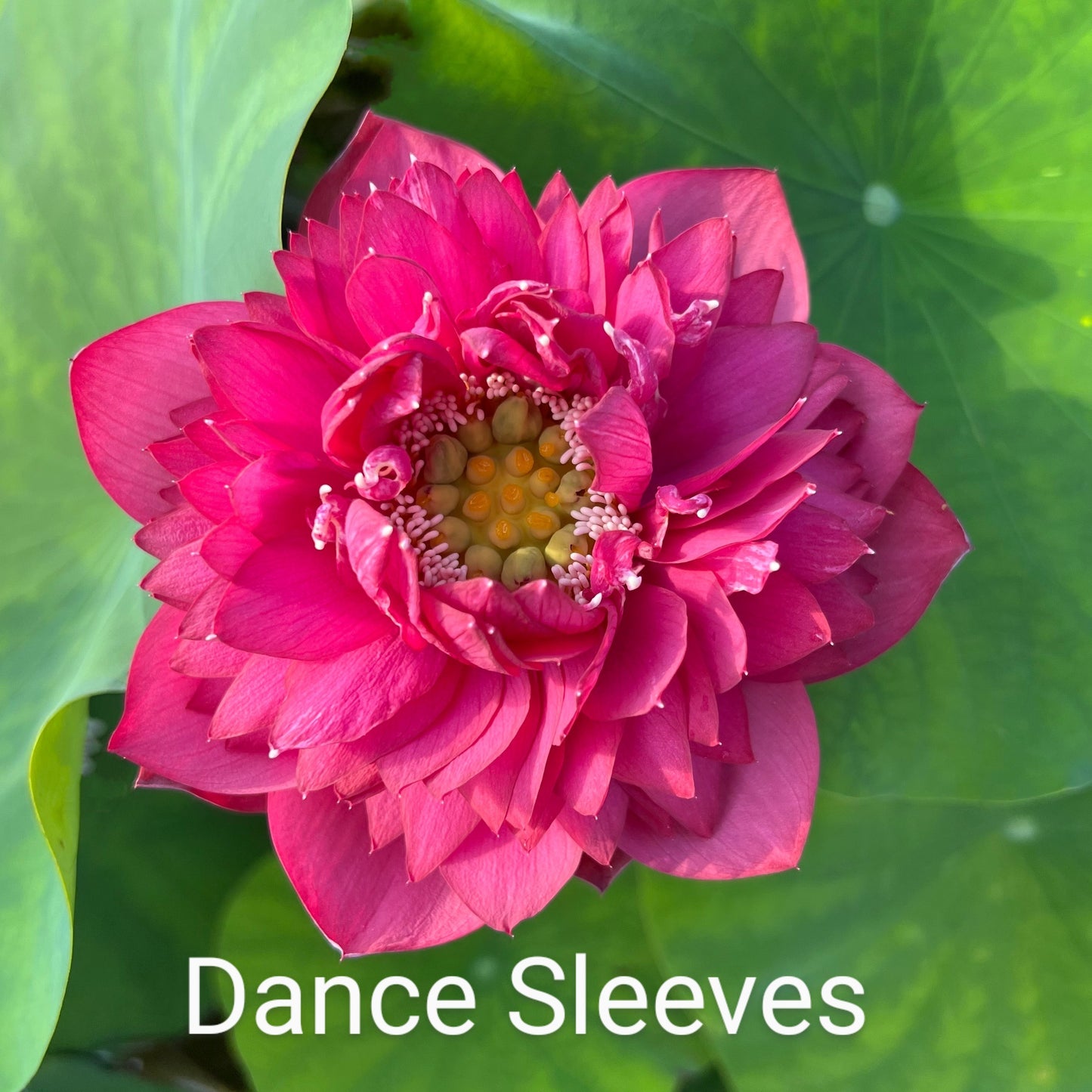 Lotus 'Dance Sleeves'