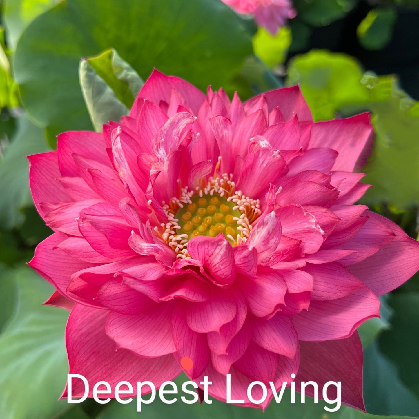 Lotus 'Deepest Loving'