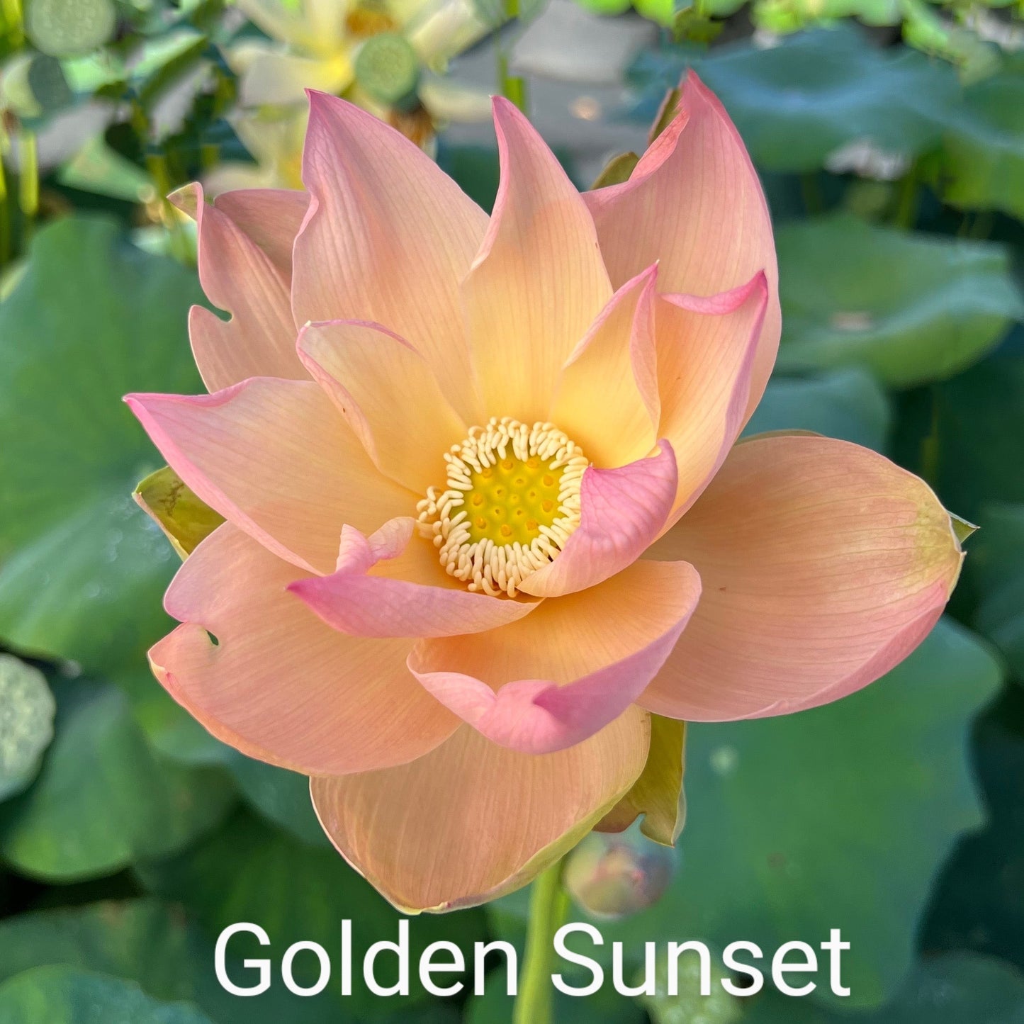 Lotus 'Golden Sunset'