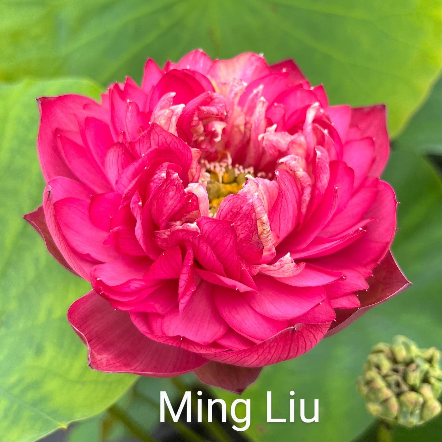 Lotus 'Ming Liu'