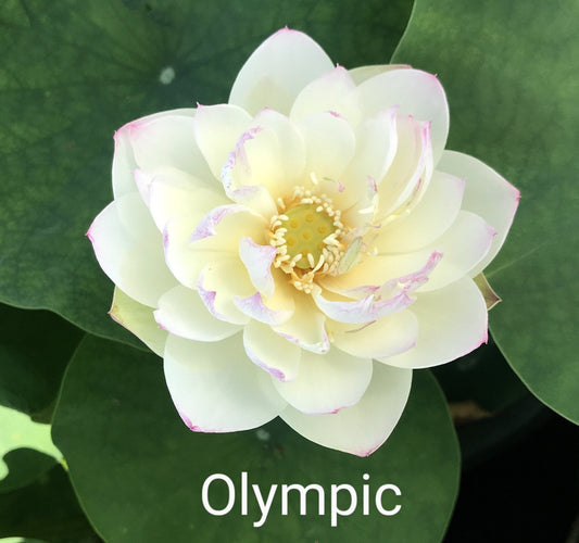 Lotus 'Olympic'