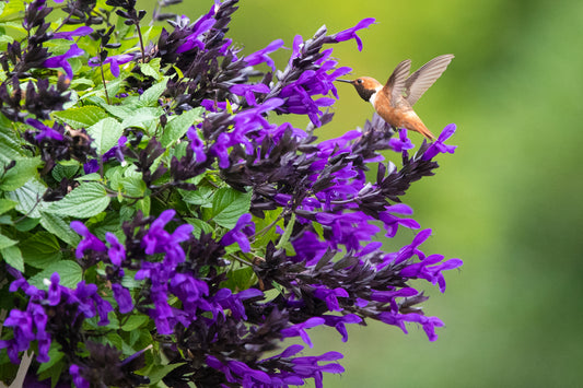 Salvia guaranitica Hummingbird Falls